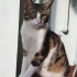 Sessiz sakin sevecen erkek kedi ücretsiz ilan fotoğraf