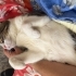 Sessiz sakin sevecen erkek kedi ücretsiz ilan fotoğraf