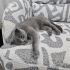 Peluş ayıdan tek farkı maması ve suyu fotoğraf