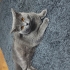 9 Aylık British Shorthair Erkek fotoğraf