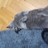 9 Aylık British Shorthair Erkek fotoğraf