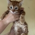 Yakışıklı sarman bebek fotoğraf