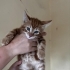 Yakışıklı sarman bebek fotoğraf