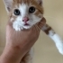 Sarman bebek yuva arıyor fotoğraf