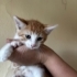 Sarman bebek yuva arıyor fotoğraf