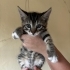 Çok güzel bir tekir oğlan fotoğraf