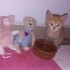 3 aylık 2 erkek yavru fotoğraf