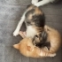 3 kardeş bebekler fotoğraf