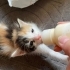 3 kardeş bebekler fotoğraf