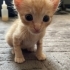 3 kardeş bebekler fotoğraf