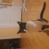 Sevimli Necip'e yeni sahip aranıyor fotoğraf