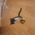 Sevimli Necip'e yeni sahip aranıyor fotoğraf