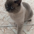 Acil yuva aranıyor fotoğraf