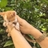 Kutunun icinde ol*me terk edilen kedi fotoğraf