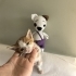 Kutunun icinde ol*me terk edilen kedi fotoğraf