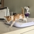 Kutunun icinde ol*me terk edilen kedi fotoğraf