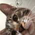 Eşyalı yavru kedi fotoğraf
