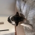 Eşyalı yavru kedi fotoğraf