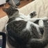 Eşyalı yavru kedi fotoğraf