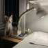 Aşıları tam acil yuva arıyoruz fotoğraf