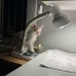Aşıları tam acil yuva arıyoruz fotoğraf