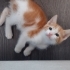 1 aylık güzellik dişi fotoğraf
