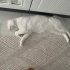 Bir gözü yeşil bir gözü mavi Ponçik çok tatlı bir kedi fotoğraf