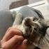 Citir Bebis'e yuva arıyoruz fotoğraf