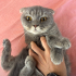 sokağa terk edilmiş cins kedi fotoğraf