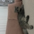 sokağa terk edilmiş cins kedi fotoğraf