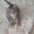 MİNİ MİNİ RUSSİAN BLUE MELEZİ..!! fotoğraf