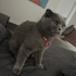 4 Yaşında Kısır Dişi Scottish Fold fotoğraf