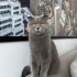 4 Yaşında Kısır Dişi Scottish Fold fotoğraf