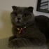 4 Yaşında Kısır Dişi Scottish Fold fotoğraf