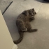 4 Yaşında Kısır Dişi Scottish Fold fotoğraf