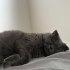 4 Yaşında Kısır Dişi Scottish Fold fotoğraf