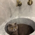 4 Yaşında Kısır Dişi Scottish Fold fotoğraf