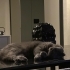 4 Yaşında Kısır Dişi Scottish Fold fotoğraf