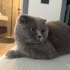 4 Yaşında Kısır Dişi Scottish Fold fotoğraf