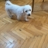 puppy 5,5 yaşında terier fotoğraf