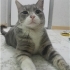 Oyun Meraklısı Kedimiz Acil fotoğraf