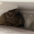 Minik Bebek 1-2 aylık fotoğraf