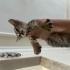 Minik Bebek 1-2 aylık fotoğraf