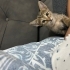 Minik Bebek 1-2 aylık fotoğraf