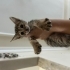 Minik Bebek 1-2 aylık fotoğraf