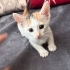 Acil yuva aranıyor fotoğraf