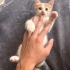 Acil yuva aranıyor fotoğraf