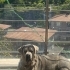 Eğitimli ve Sadık Cane Corso Narcos – Ücretsiz Sahiplendirme fotoğraf