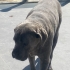 Eğitimli ve Sadık Cane Corso Narcos – Ücretsiz Sahiplendirme fotoğraf