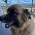 Çok Özel ve Nadir Kafkas Çoban Köpeği Tymoor – Ücretsiz Sahiplendirme fotoğraf